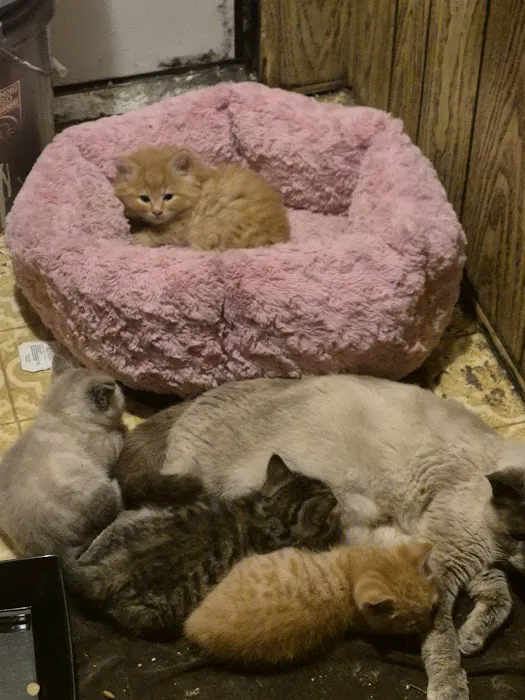 Scio Animal Clinic Picture 6