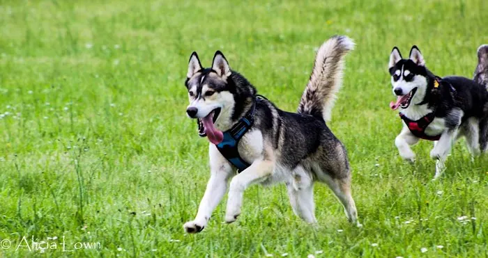 Scio Animal Clinic Picture 10