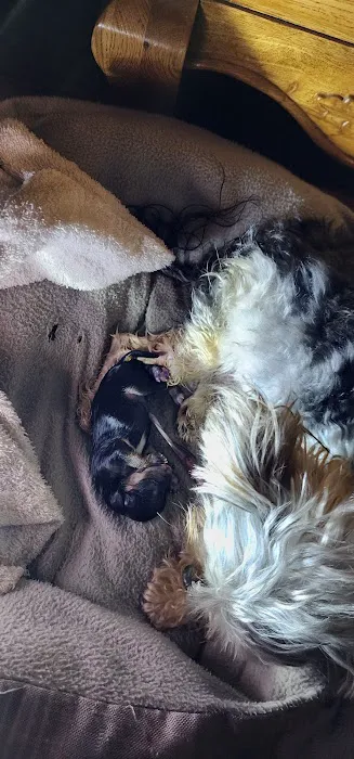 Scio Animal Clinic Picture 8