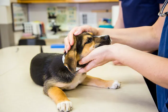 The Pet Clinic Picture 1