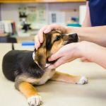 The Pet Clinic