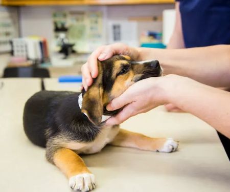 The Pet Clinic