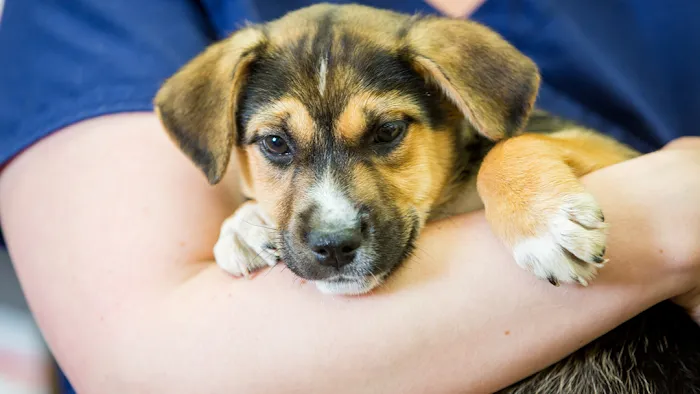The Pet Clinic Picture 2