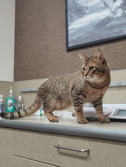 The Pet Clinic Picture 5