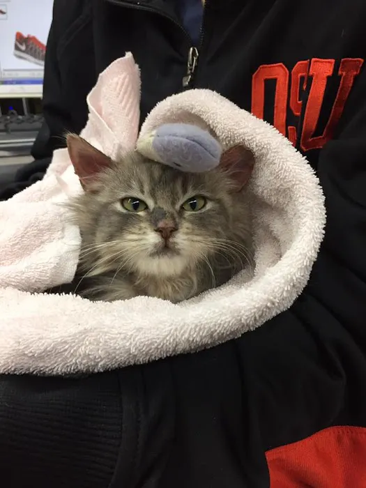 The Pet Clinic Picture 9