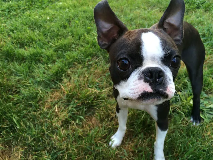 The Pet Clinic Picture 7