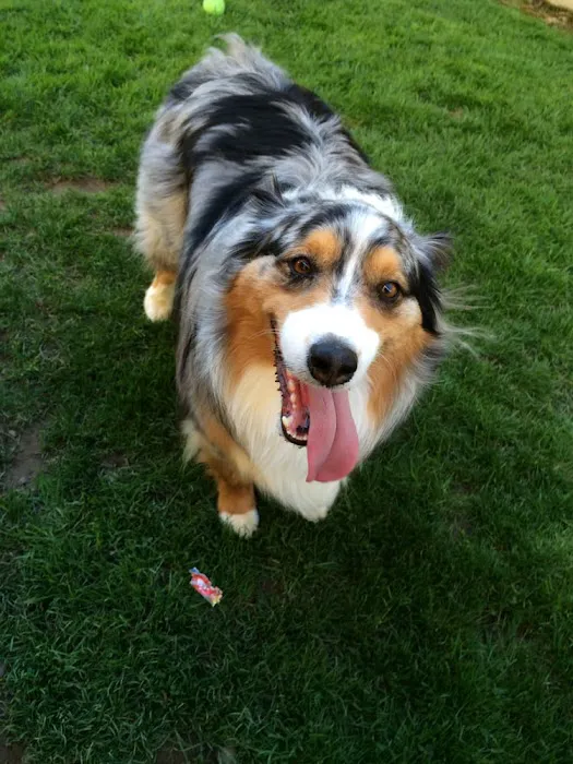 The Pet Clinic Picture 8