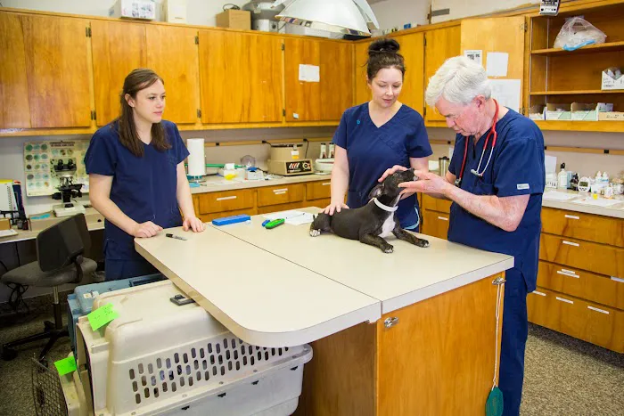 The Pet Clinic Picture 10