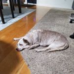 Four Corners Animal Hospital