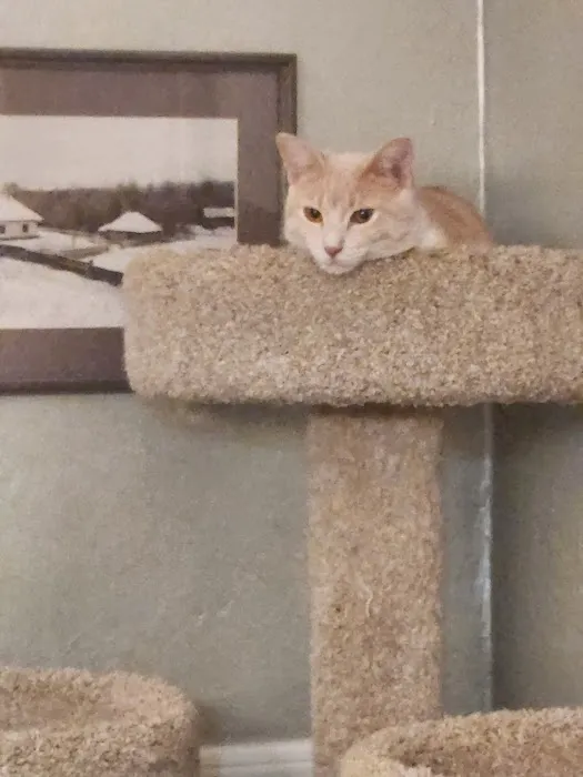 Four Corners Animal Hospital Picture 4