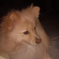 Vetco Vaccination Clinic ico