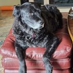 Salem Oregon Animal Rehabilitation - SOAR