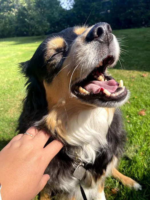 Salem Oregon Animal Rehabilitation - SOAR Picture 9