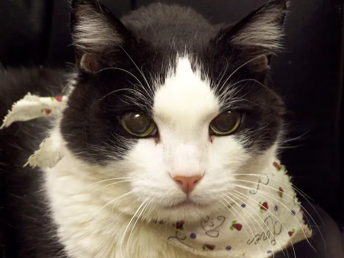 Salem Veterinary Emergency Clinic Picture 4