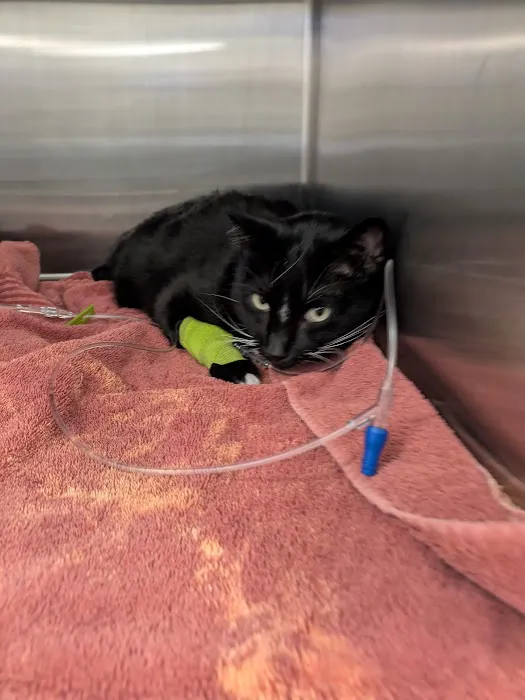 Salem Veterinary Emergency Clinic Picture 8
