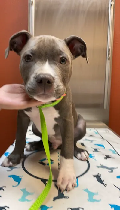 VCA Vitality Animal Hospital Picture 1