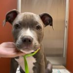 VCA Vitality Animal Hospital