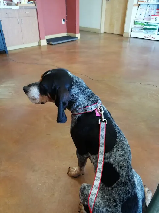 VCA Vitality Animal Hospital Picture 5