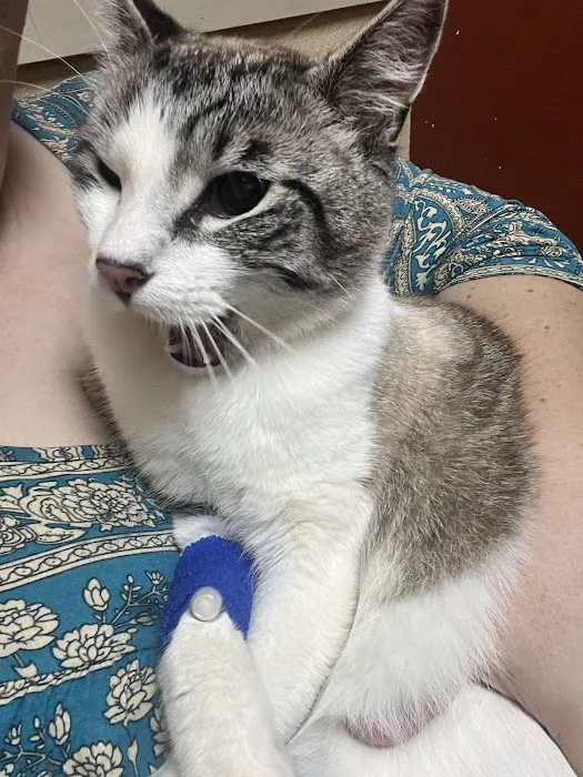 VCA Vitality Animal Hospital Picture 8