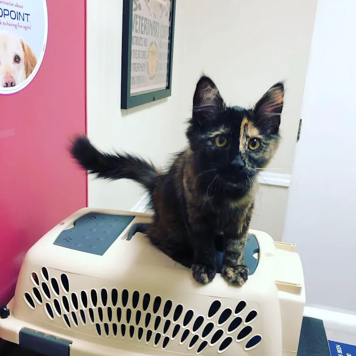 Cowlitz Animal Clinic Picture 2