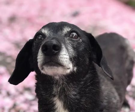 Cowlitz Animal Clinic