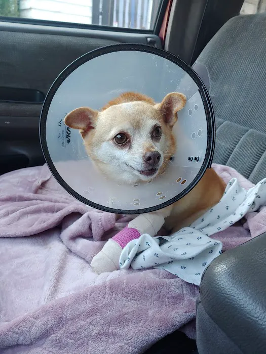 Cowlitz Animal Clinic Picture 6