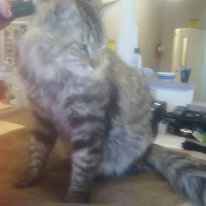 Cowlitz Animal Clinic Picture 10