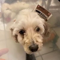 Lower Columbia Veterinary Clinic ico