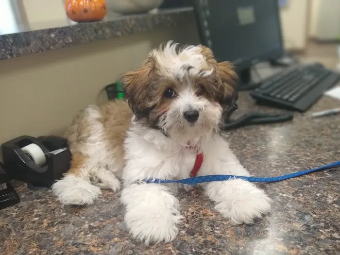 Lower Columbia Veterinary Clinic Picture 5