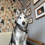 Houndstooth Veterinary Dentistry and Oral Surgery