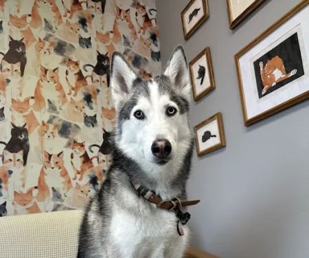 Houndstooth Veterinary Dentistry and Oral Surgery