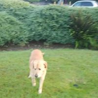 Riverside Animal Hospital ico