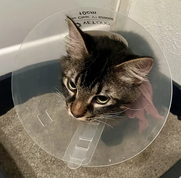 Animal Health Services Picture 1