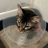 Animal Health Services ico