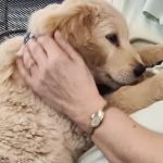 Vetco Vaccination Clinic