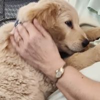 Vetco Vaccination Clinic ico