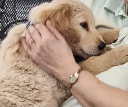 Vetco Vaccination Clinic