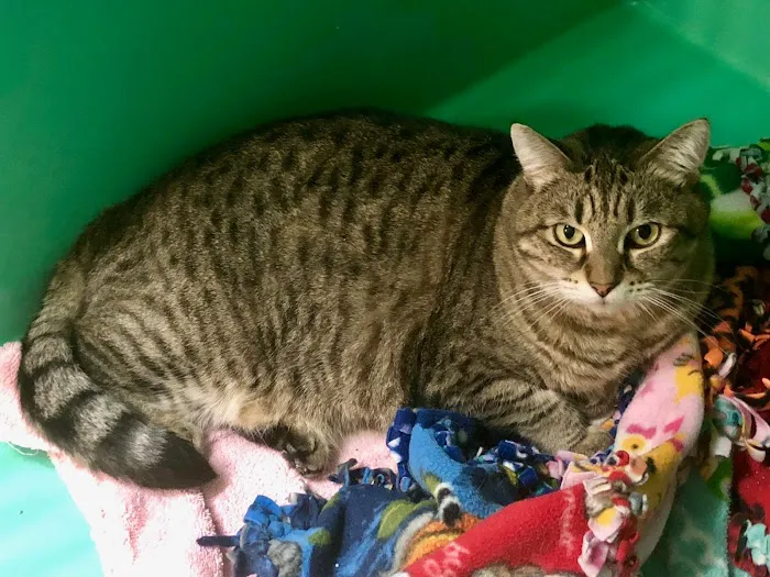 Valley Veterinary Clinic Picture 6