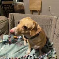Pet Dental Clinic ico