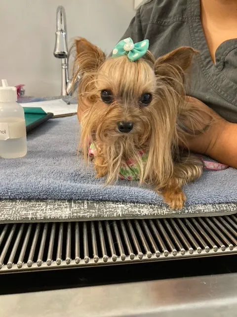 Pet Dental Clinic Picture 4