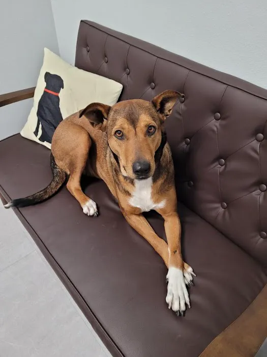 Pet Dental Clinic Picture 6