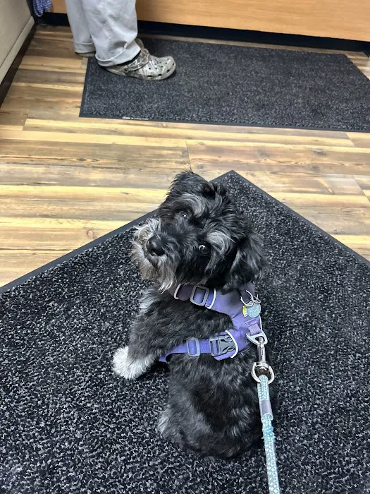 Emergency Pet Clinic of Longmont Picture 8