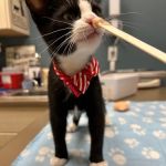 A Pet's Place Animal Hospital