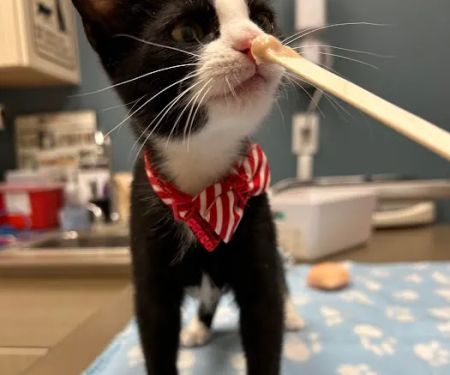 A Pet's Place Animal Hospital