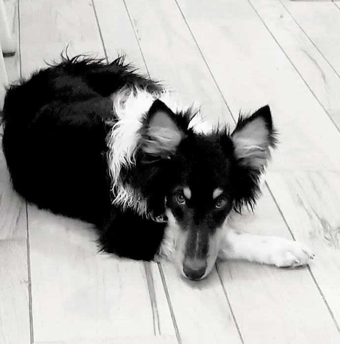 A Pet's Place Animal Hospital Picture 5