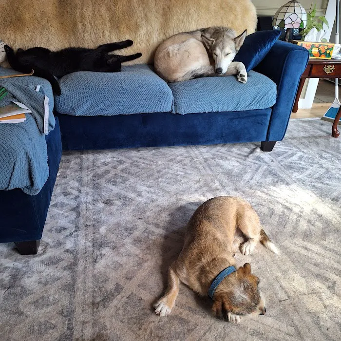 Well Pet Clinic Picture 2