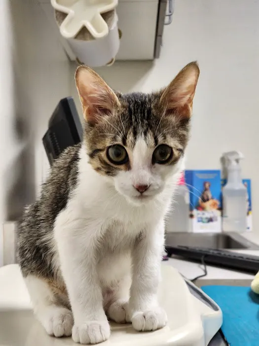 Well Pet Clinic Picture 1