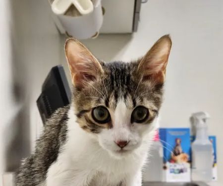 Well Pet Clinic