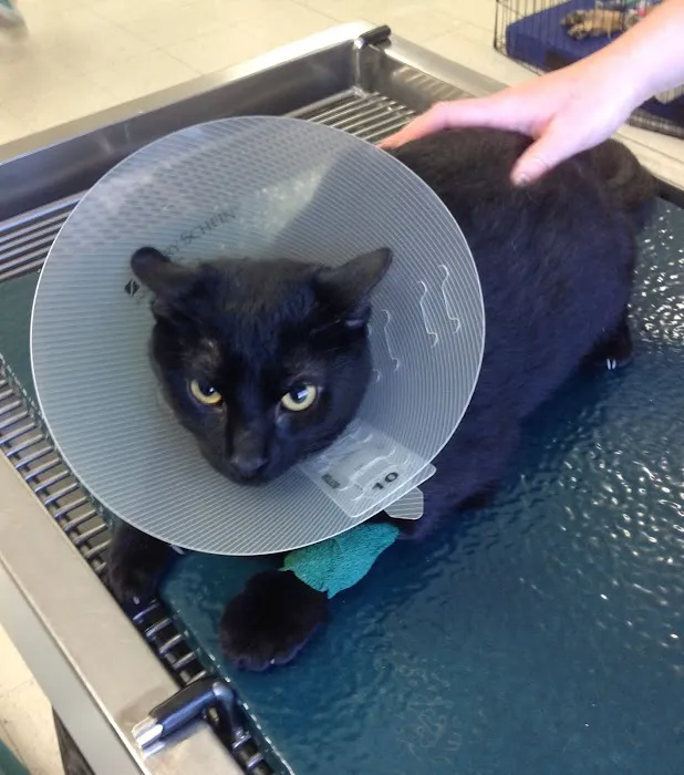 Longs Peak Animal Hospital Picture 3
