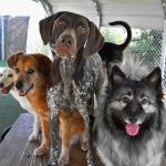 Longs Peak Animal Hospital